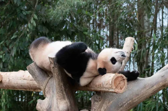 Global Giant Panda Tour: Exploring Panda Habitats Outside China