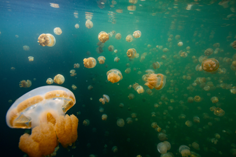 Rock Islands Palau Boat Tour: Milky Way & Long Beach