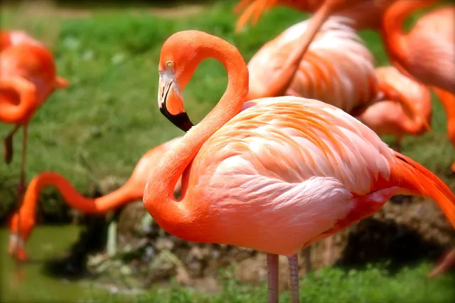 Hand-feeding Flamingo: A Guide to Sarasota Jungle Gardens