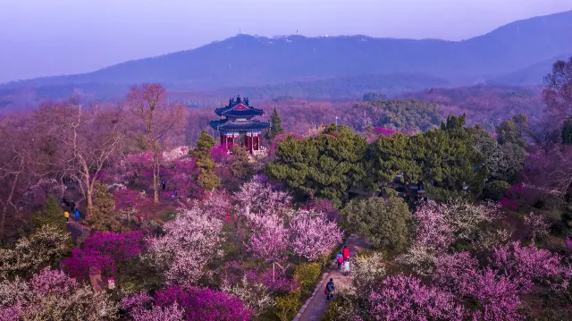 2025 Best Places to See Beautiful Flowers in China