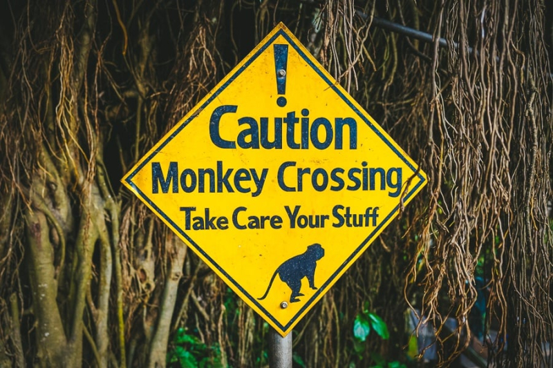 Is Bali Safe? My Thoughts On Crime, Monkeys, & Earthquakes