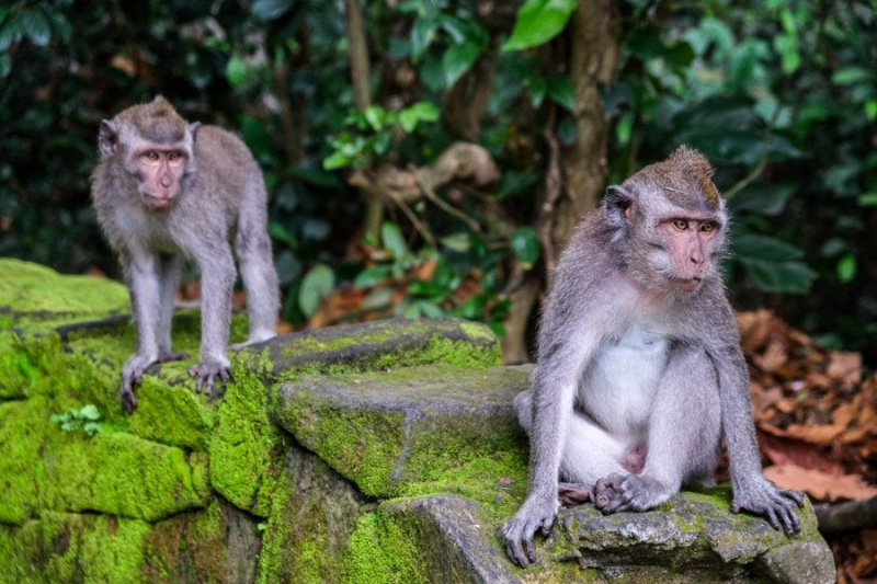 Is Bali Safe? My Thoughts On Crime, Monkeys, & Earthquakes