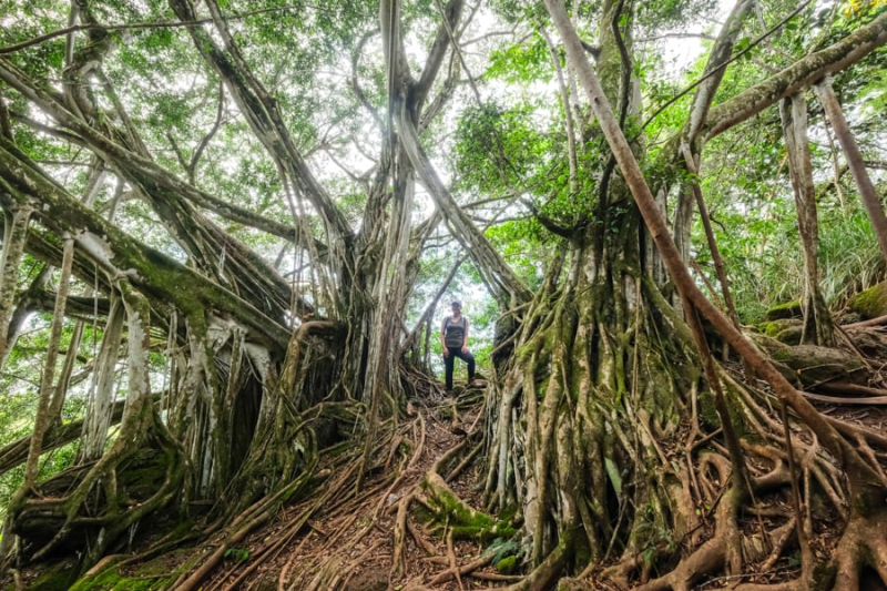 10 Pillbox Hikes In Oahu With Great Views